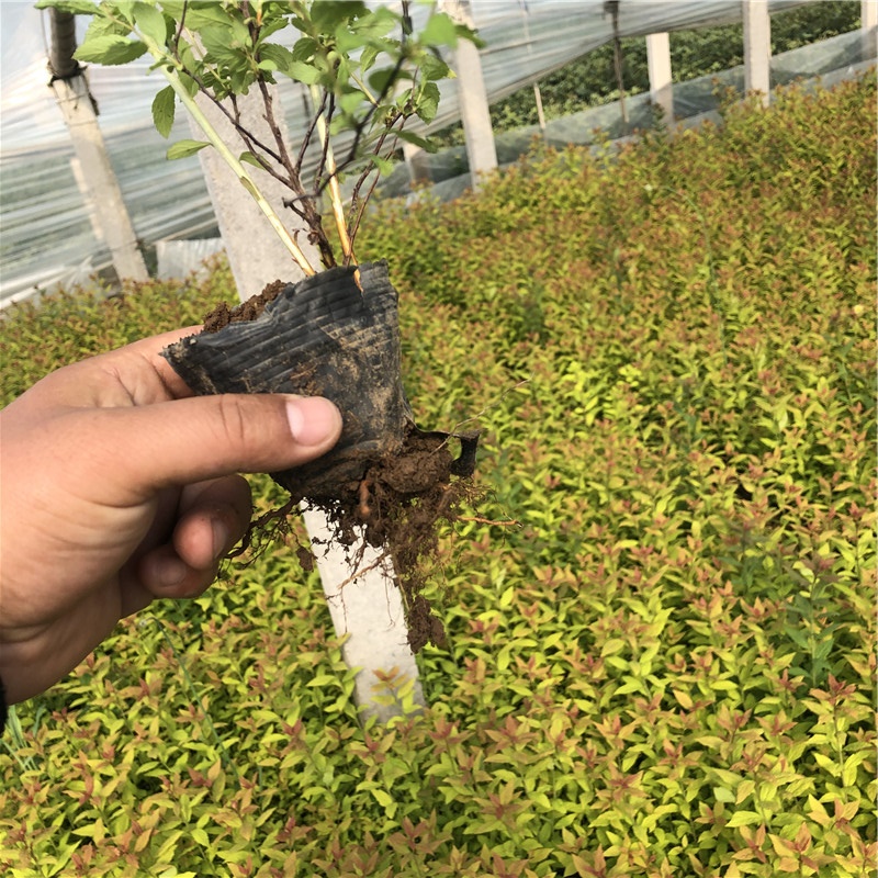 四季开花草花 绣线菊小苗 青州绣线菊小苗报价