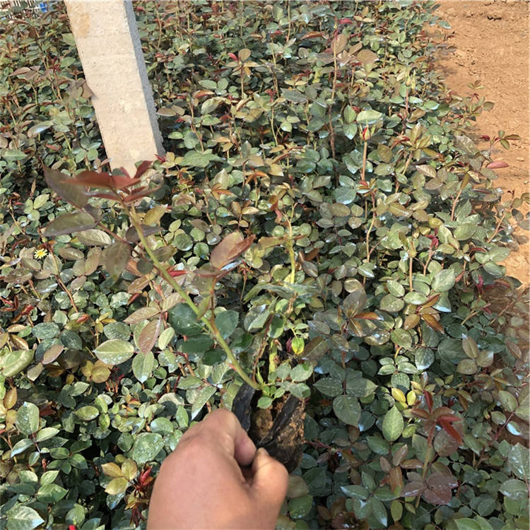 山东大花月季 大量供应 大花月季行情