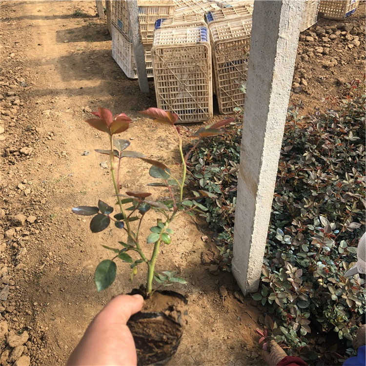 青州月季苗 观赏花卉批发 月季苗行情