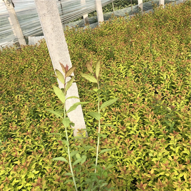 花卉基地批发 绣线菊杯苗 山东绣线菊杯苗报价