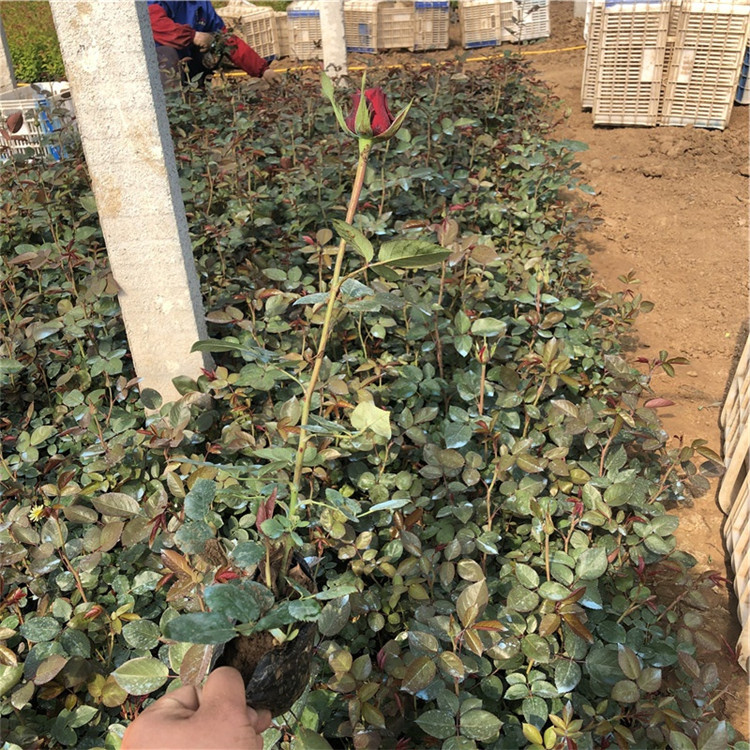 青州大花月季苗 发货快 大花月季苗供应商