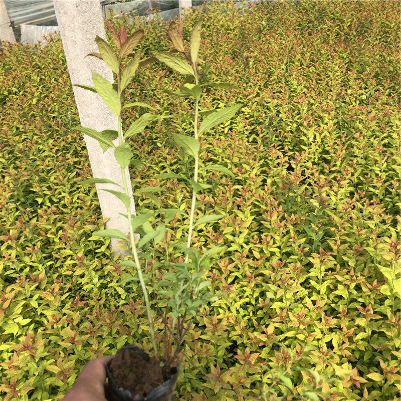 绣线菊小苗 青州草花 青州绣线菊小苗批发