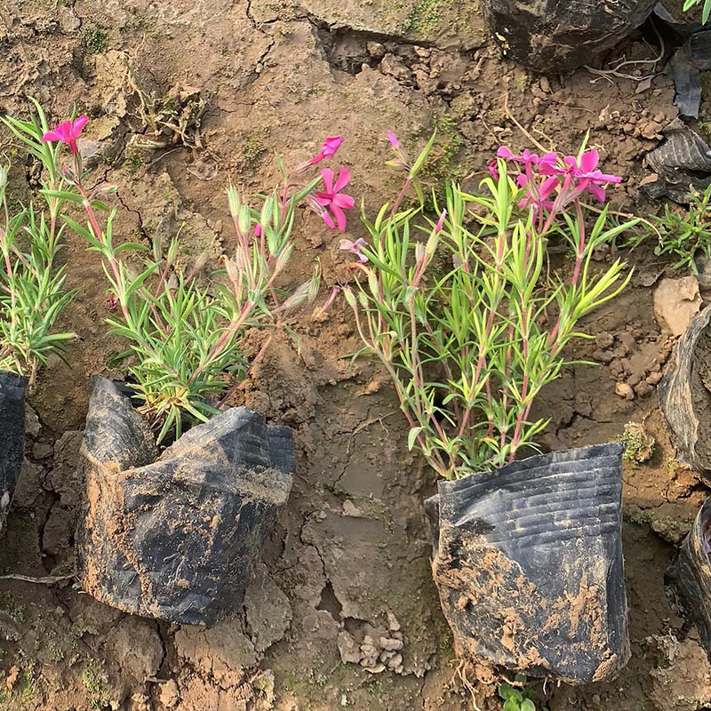 福禄考价格 基地供应 福禄考 福禄考花海