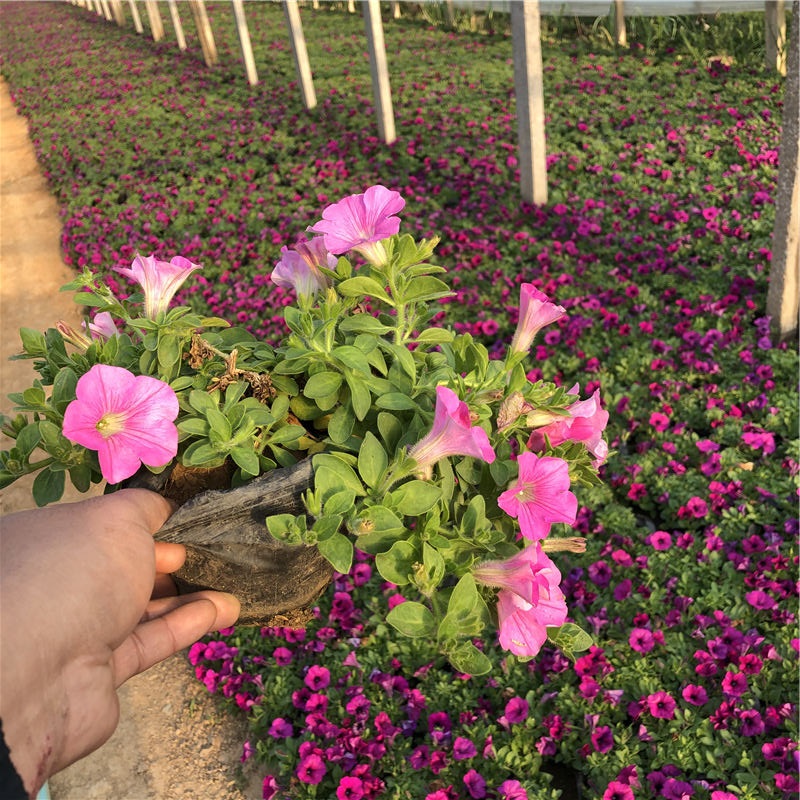 山东垂吊牵牛苗 多年生草本植物 垂吊牵牛苗行情