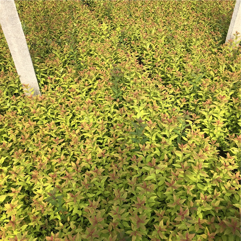 青州草花 绣线菊杯苗 青州绣线菊杯苗销售