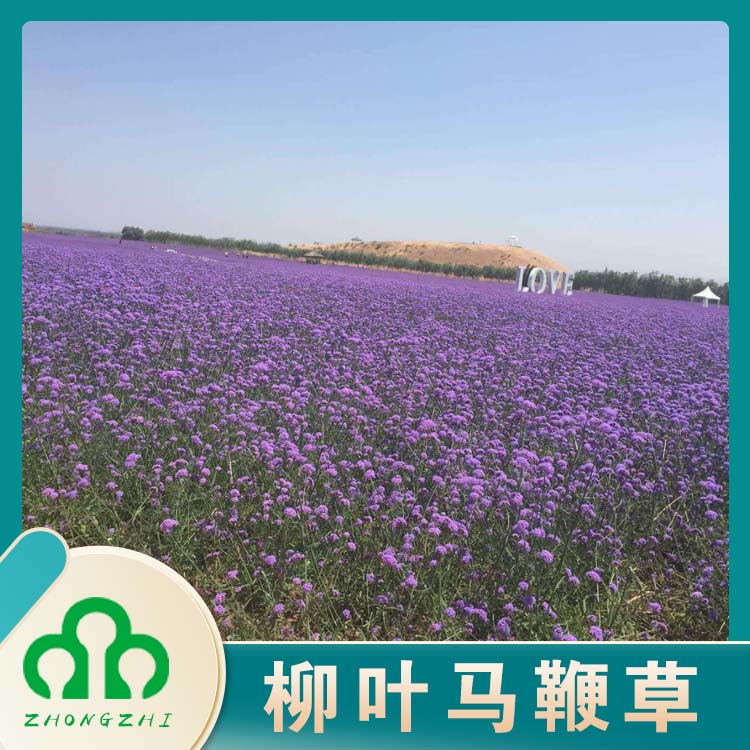 四季马鞭草  马鞭草花海  全年开花，花期长