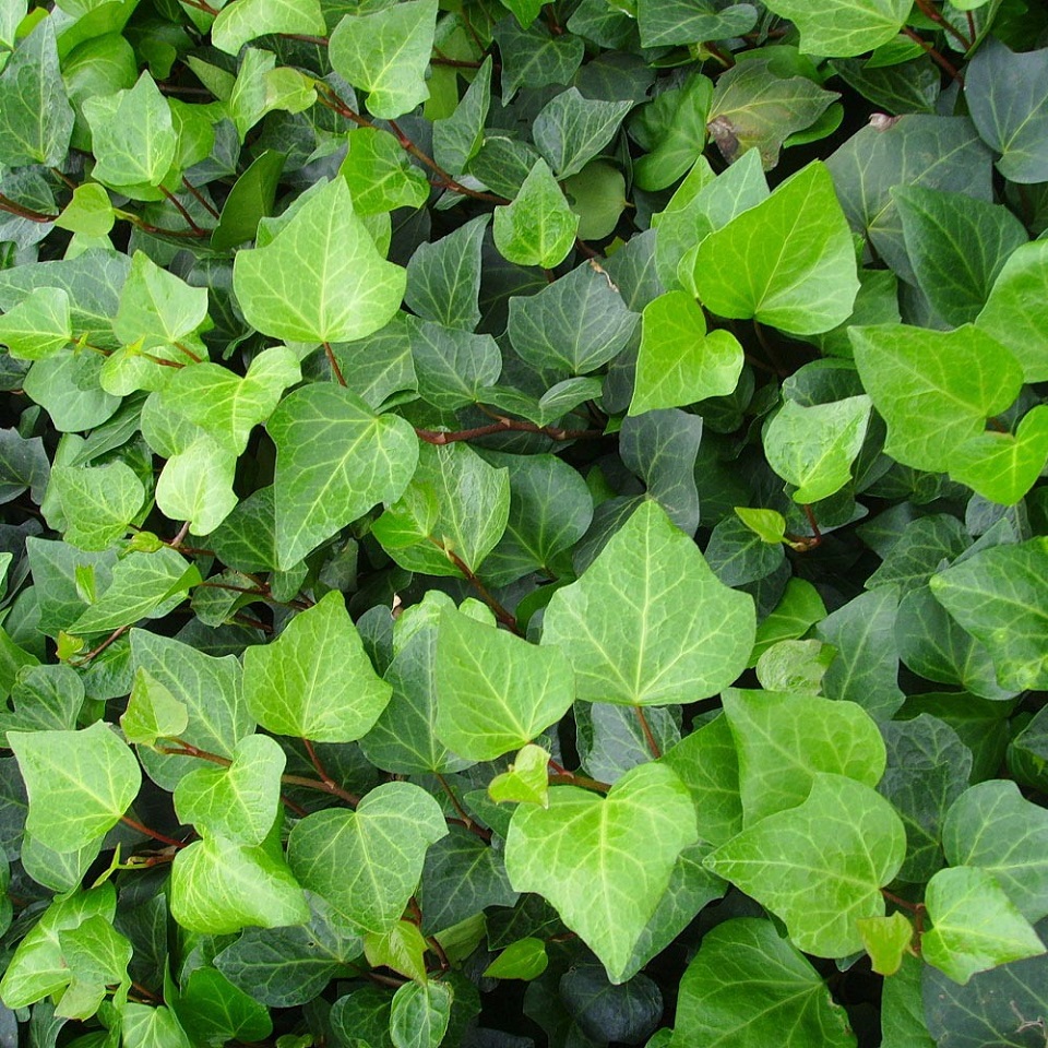 供应攀援植物常青藤 常青藤定购 常青藤基地直发