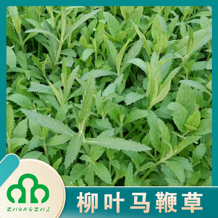 常年大量供应马鞭草 马鞭草花海 量大价优