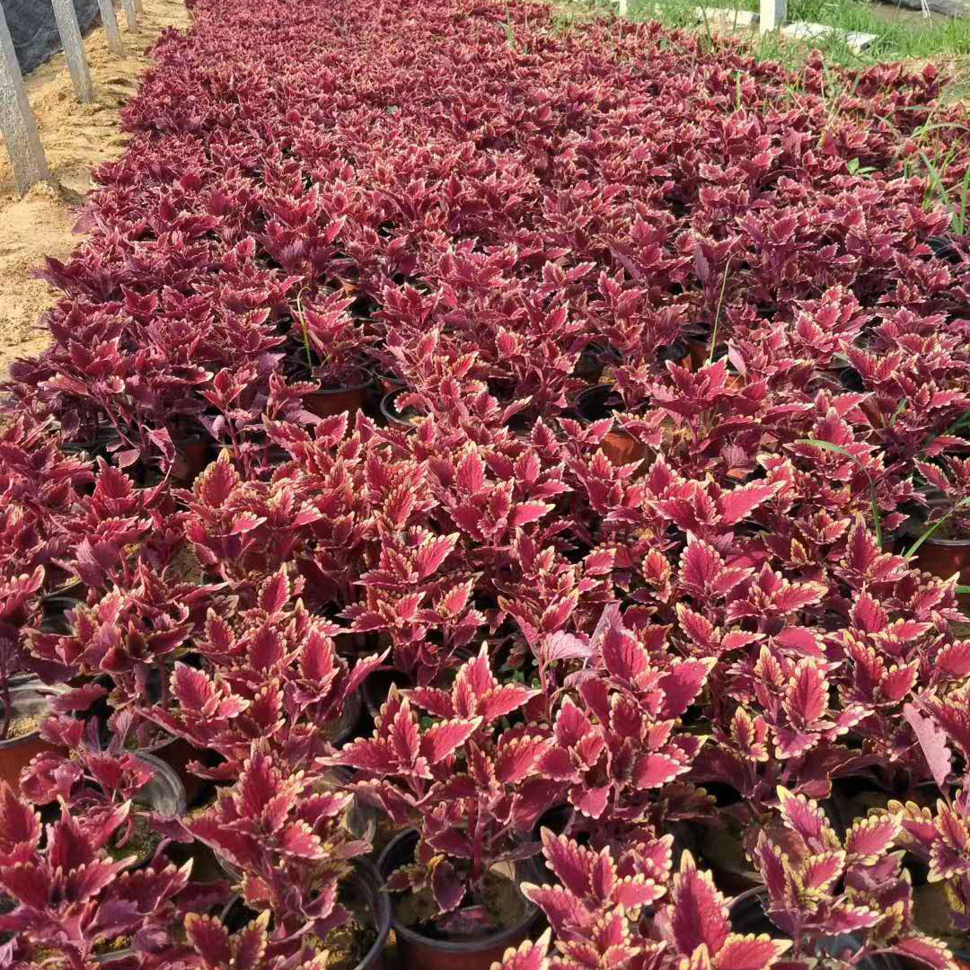 产地供应彩叶草  小苗  基地出售彩叶草