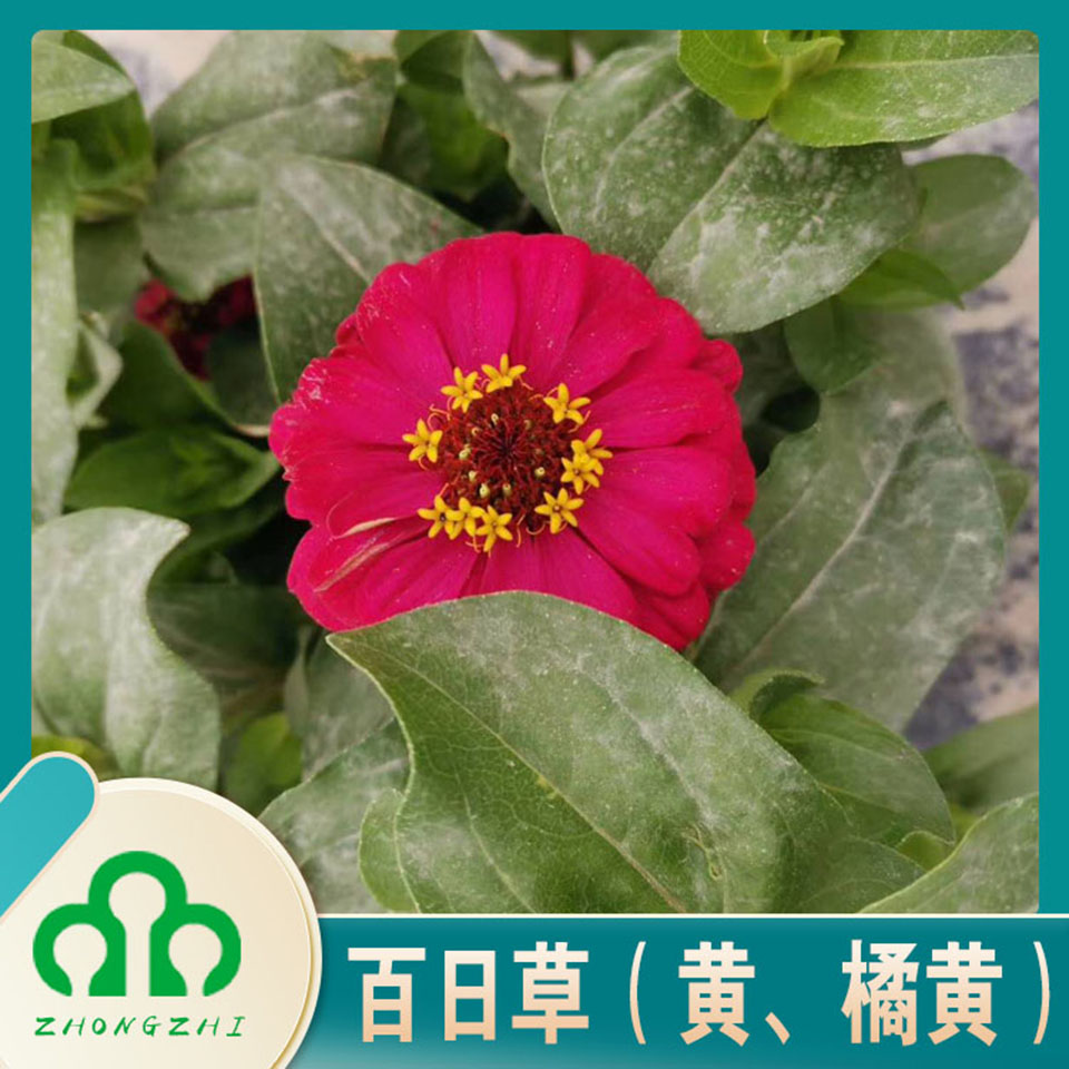批发零售百日草  百日草培育基地  欢迎咨询