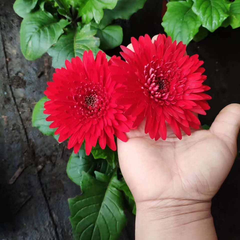 非洲菊批发基地 非洲菊小苗价格 非洲菊大量出售