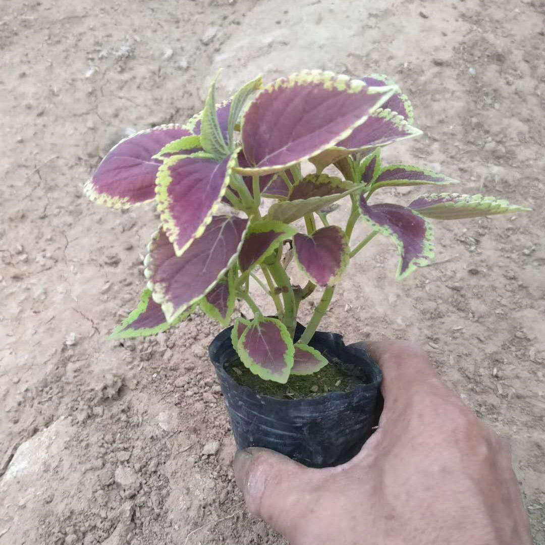 庭院美化彩叶草  苗圃  批发零售彩叶草