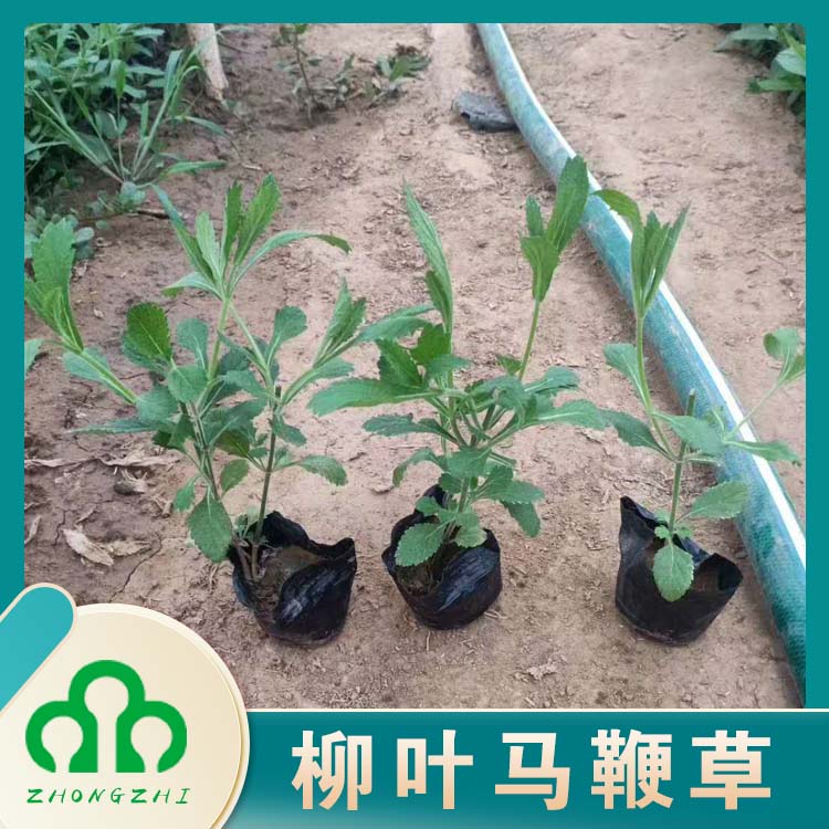花海工程马鞭草  马鞭草基地供应  观赏价值高