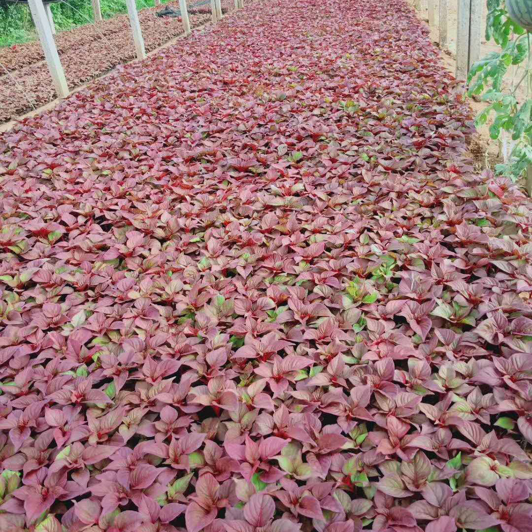 时令花卉彩叶草  培育  长期供应彩叶草