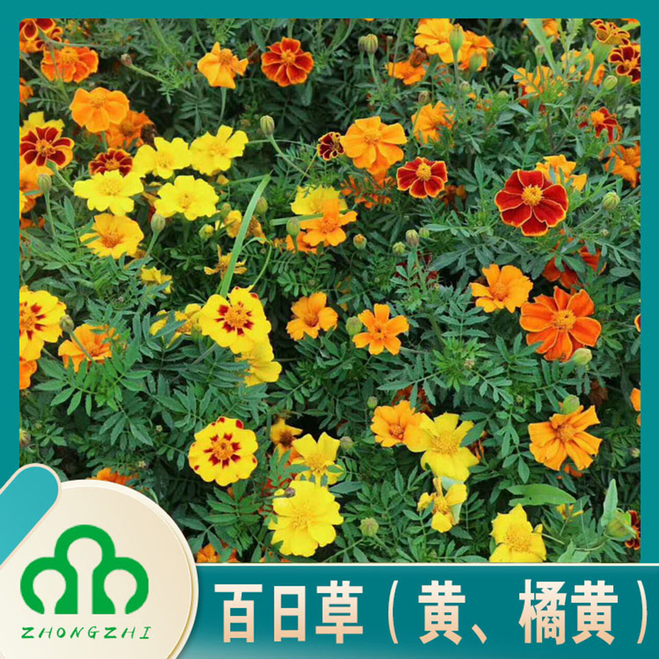 批发零售百日草  百日草培育基地  山东基地直发