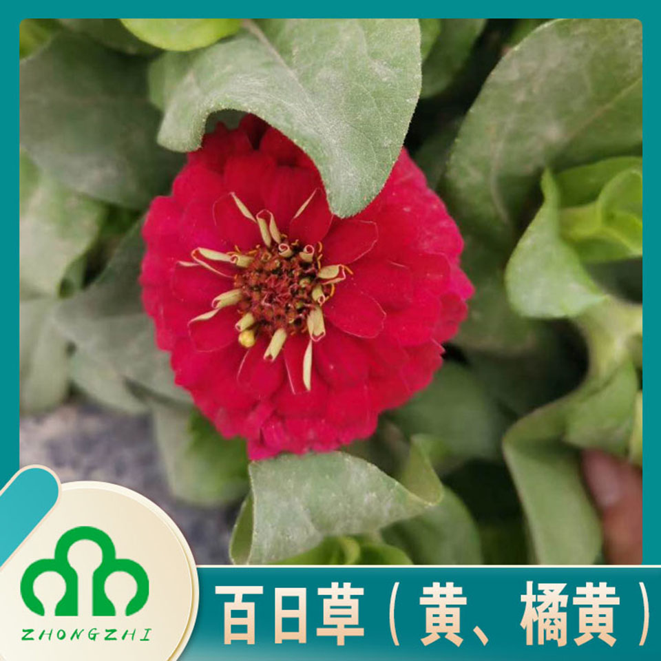 批发零售百日草  百日草种植基地  山东基地直发