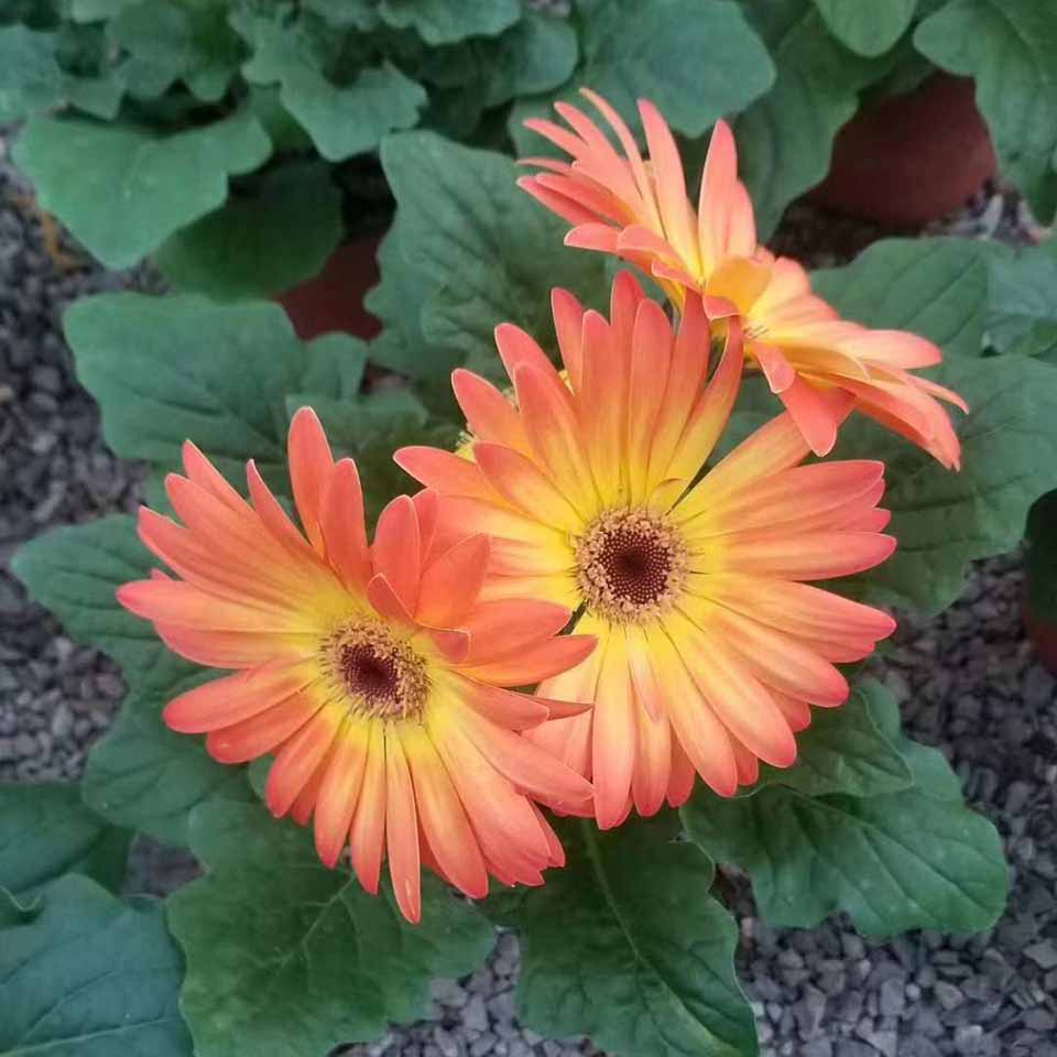 非洲菊小苗基地 非洲菊报价 山东非洲菊基地