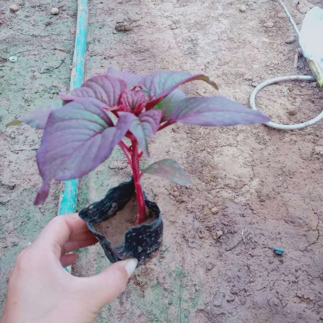 时令花卉彩叶草  盆栽  长期供应彩叶草