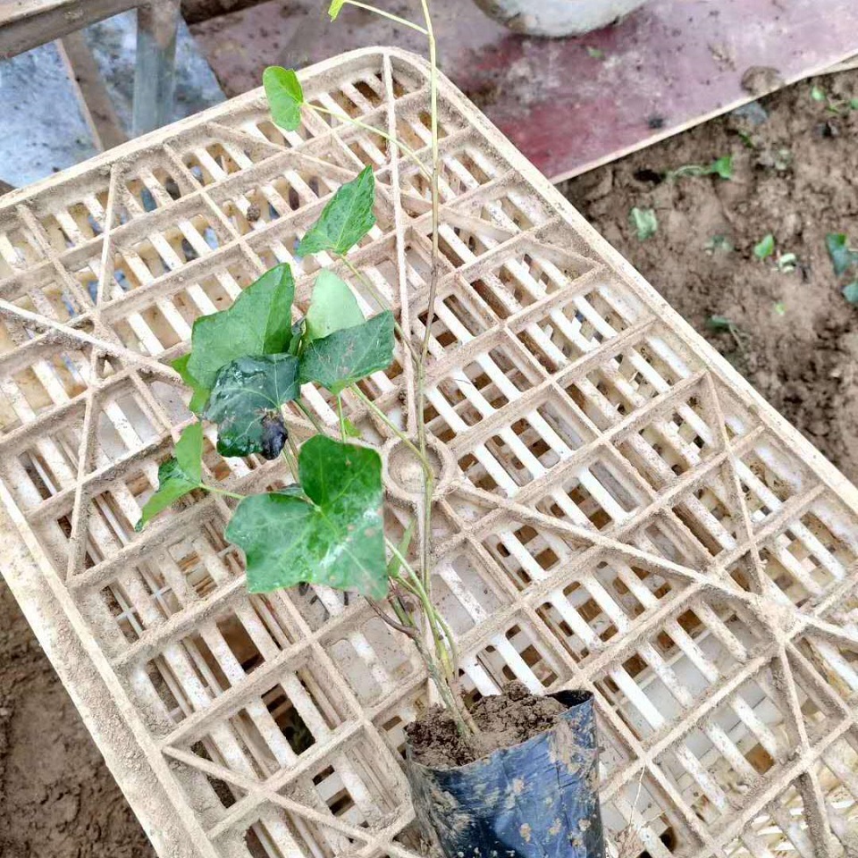 攀爬植物常青藤价格 花叶常青藤价格 常青藤报价优惠