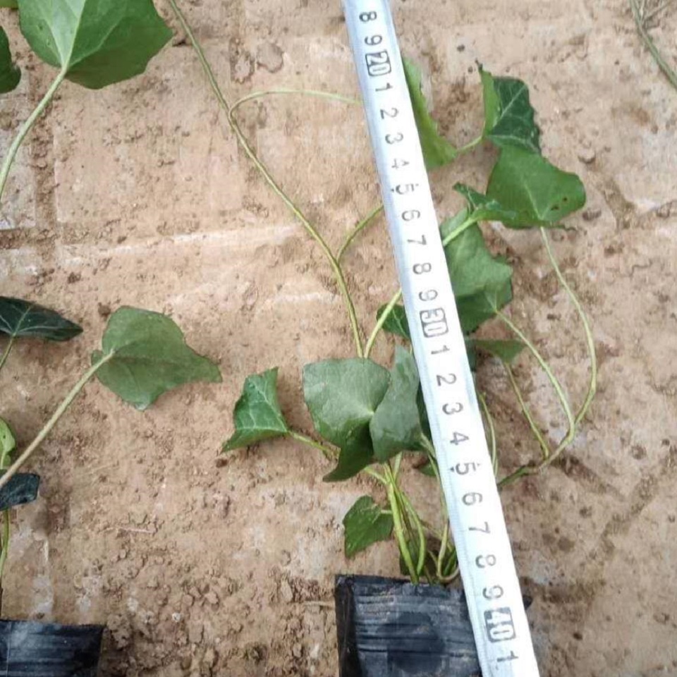 攀爬植物常青藤价格 常青藤定购 常青藤批发基地