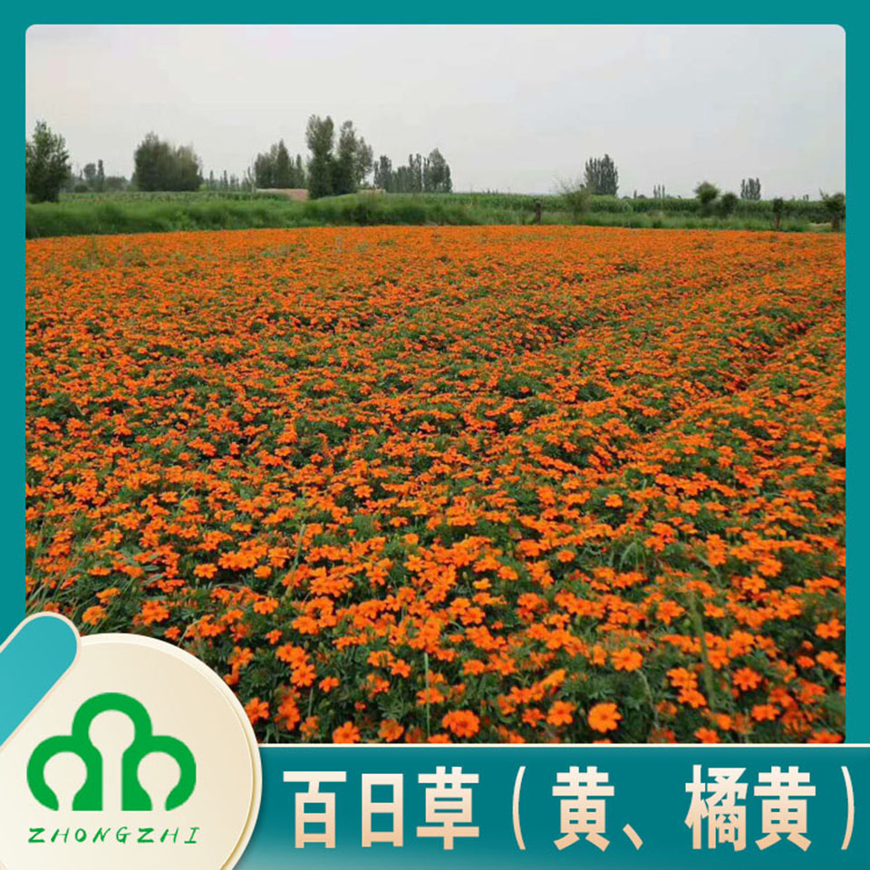 批发零售百日草  百日草供应商  价格优惠