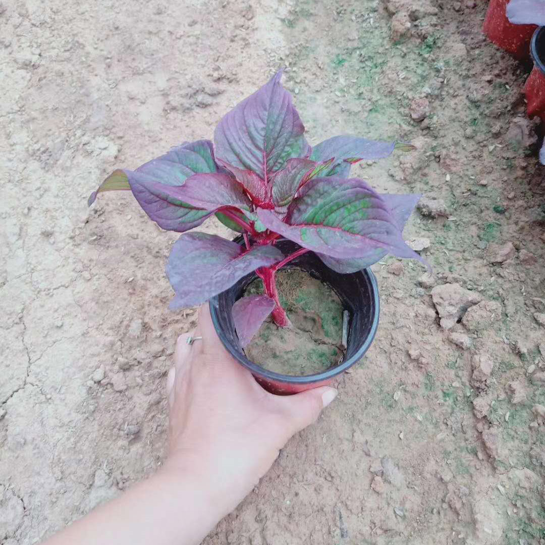 时令花卉彩叶草  小苗  长期供应彩叶草
