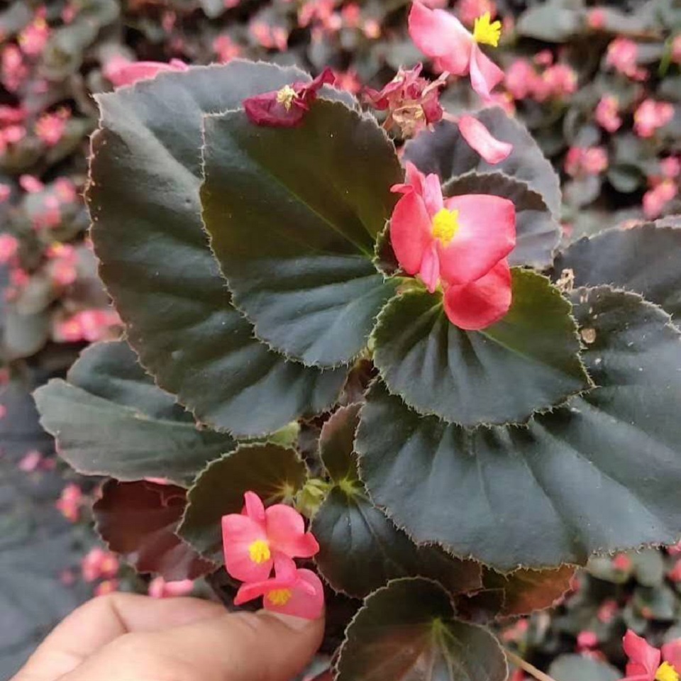 出售四季海棠 四季海棠种植基地 详情电话咨询