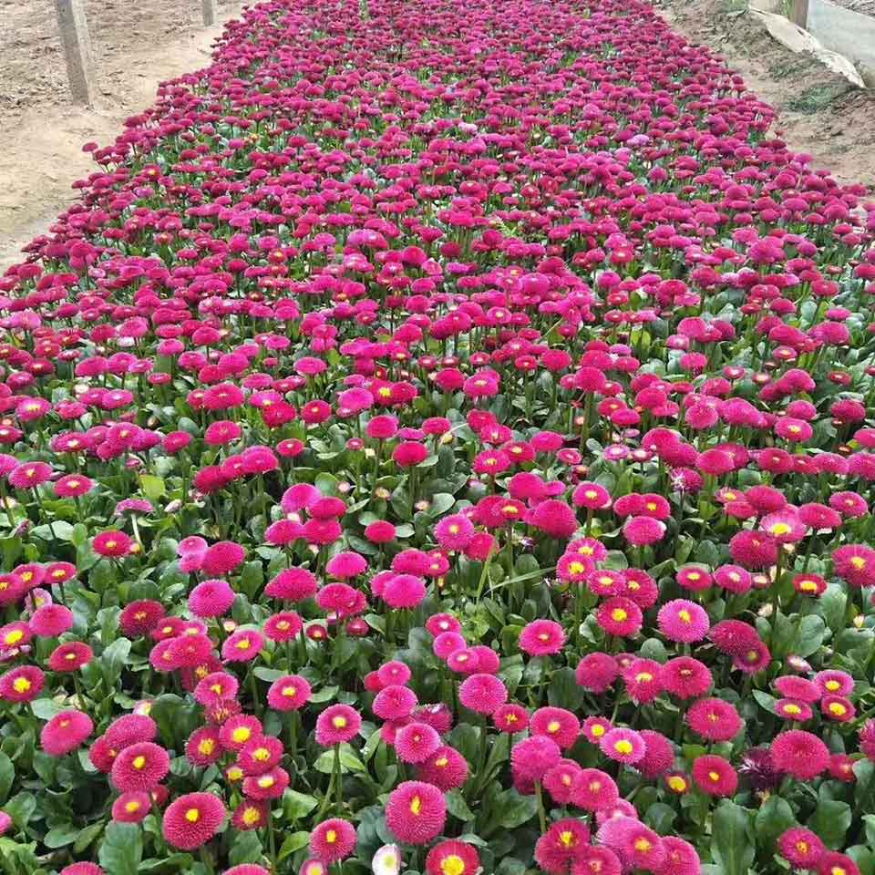 花海用花雏菊  苗圃供应雏菊  花梗高矮适中