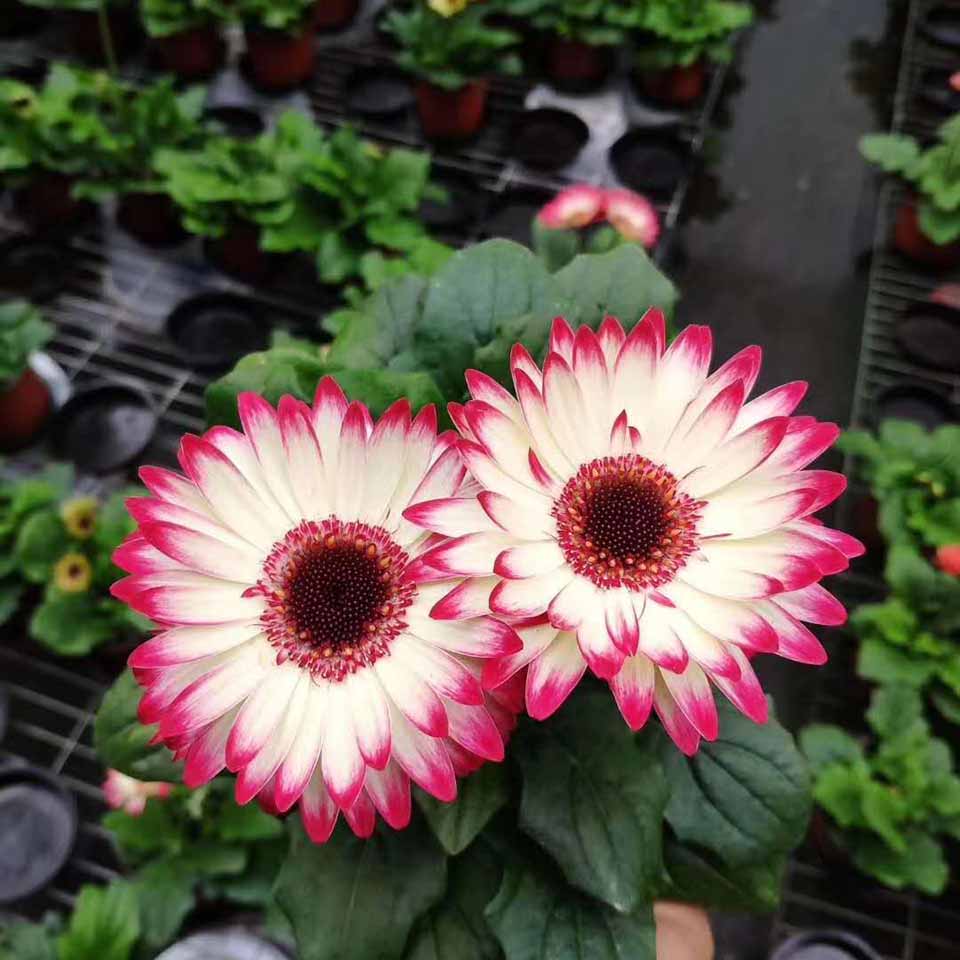 非洲菊小苗基地 非洲菊小苗价格 山东非洲菊基地