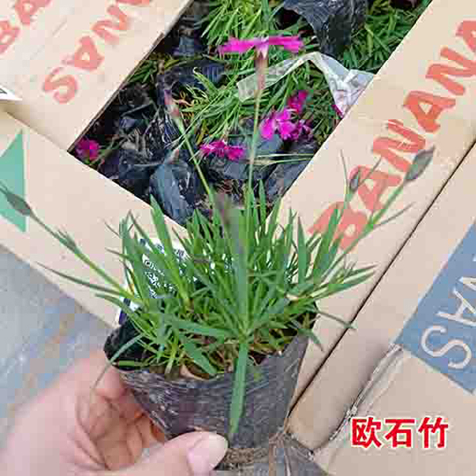 基地直销欧石竹 欧石竹批发培育基地 品质保障