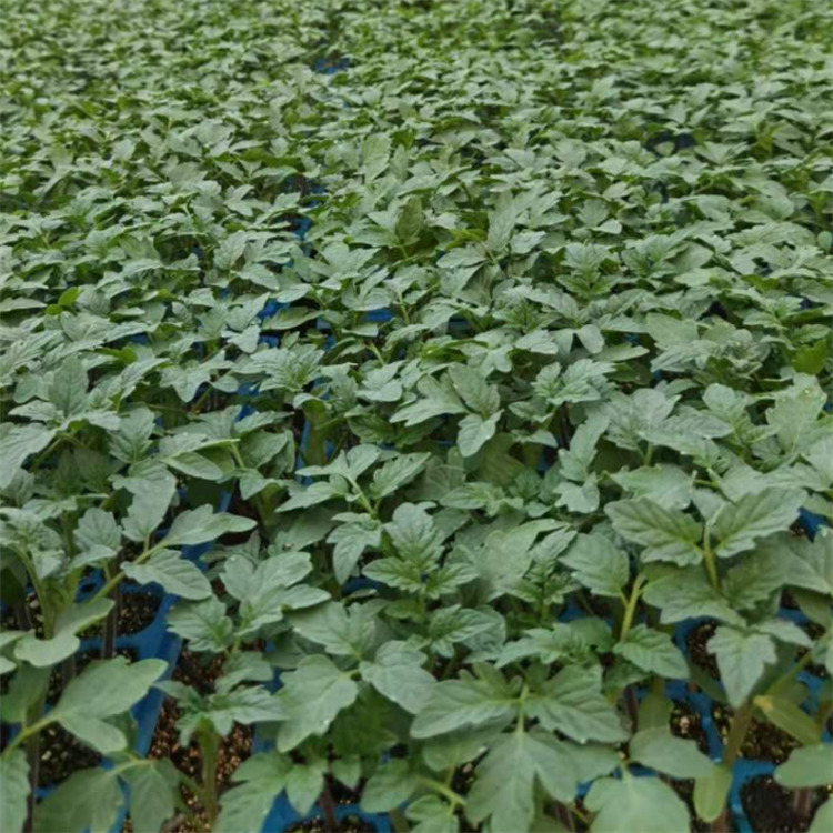 温室种植西红柿种苗 不黄皮青肩大红西红柿苗 方便运输