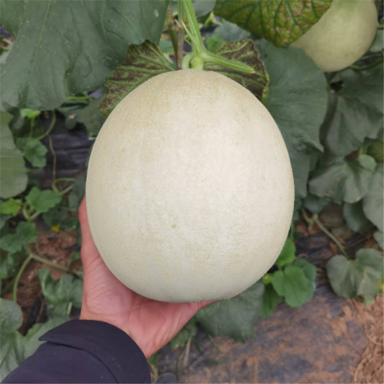 温室种植抗褪绿大果型甜瓜种苗 正圆玉菇种苗  量大优惠