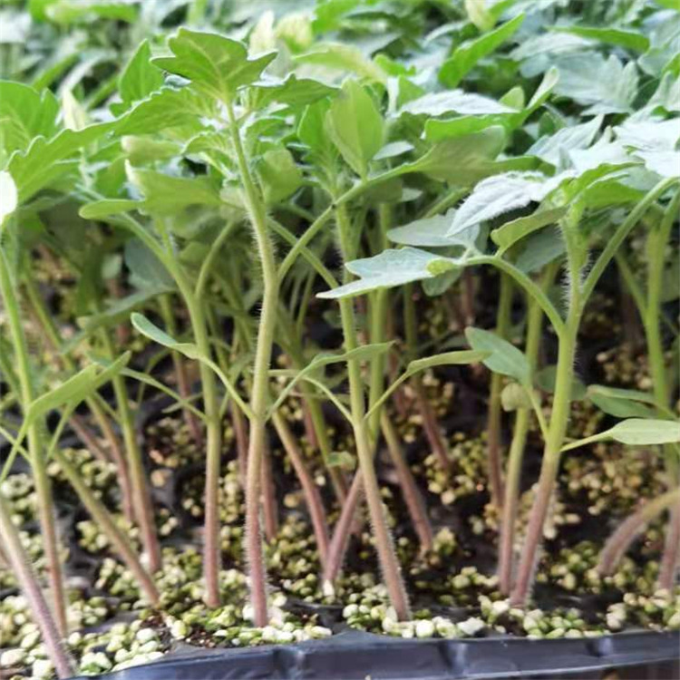西红柿苗 寿光种苗基地 温室种植西红柿种苗 耐运输