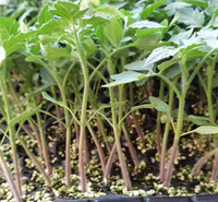 常温种植越夏西红柿种苗   抗病强西红柿种苗 抗TY病毒西红柿种苗