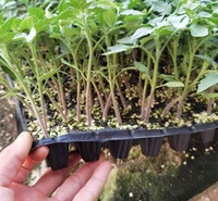 颖霖出售抗叶霉病西红柿种苗 大红西红柿种苗 粉果番茄种苗
