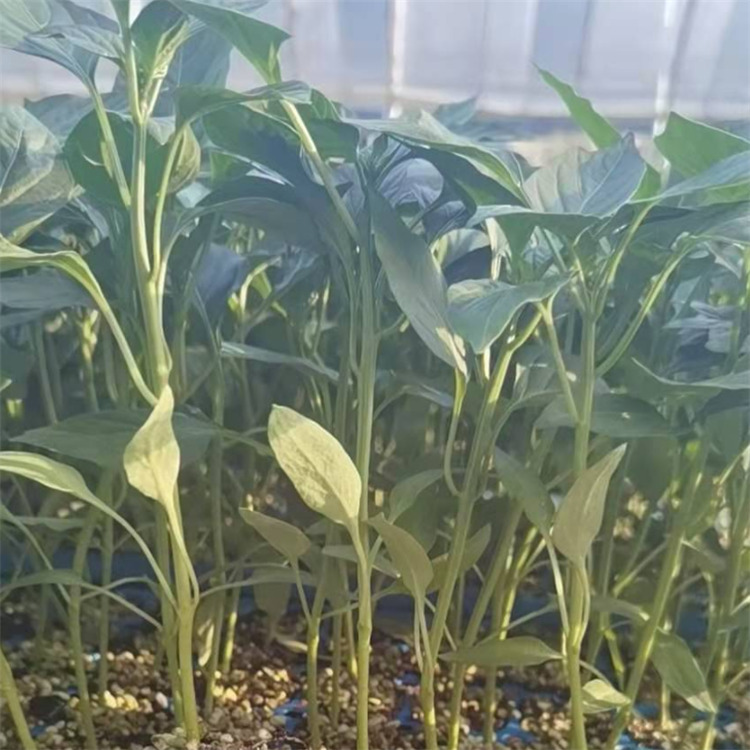 黄色彩椒苗  灯笼椒种苗 批发零售 寿光发货