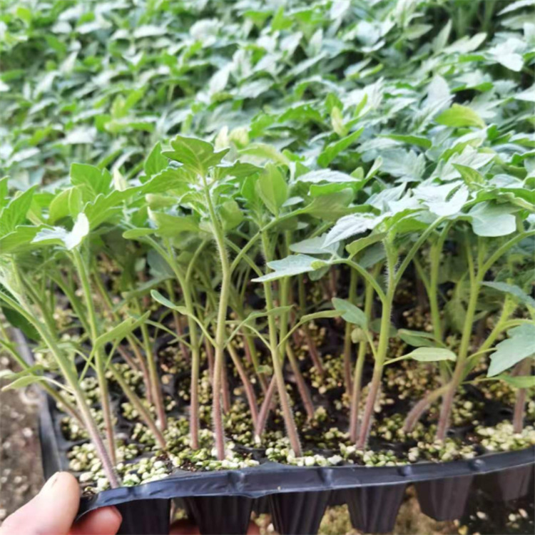 长期供应抗TY病毒大红西红柿苗  长势好西红柿种苗 价格实惠