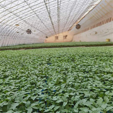 抗斑萎病番茄种苗  耐低温大果西红柿种苗  长势好价格实惠