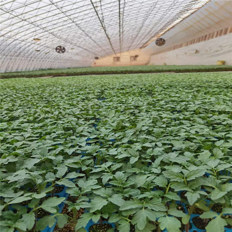 温室种植西红柿种苗  抗斑萎病番茄种苗  欢迎咨询