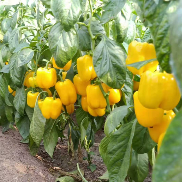 期待咨询彩椒价格 杂交种植辣椒种苗 苗高产抗病辣椒种苗 优惠多多