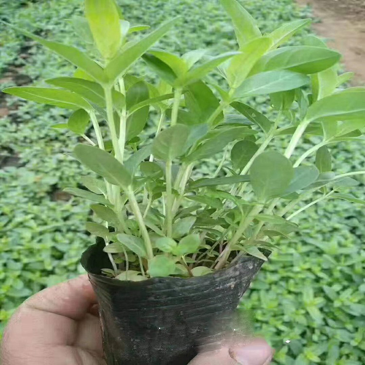 苗圃批发 青州花卉 千屈菜苗