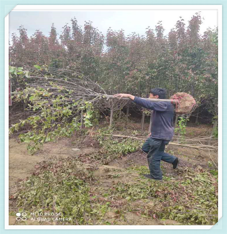 绿化工程苗种植 海棠树培育基地 大量种植海棠树