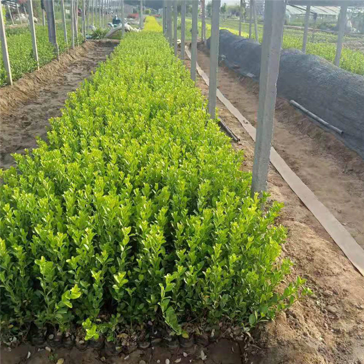 卫矛小苗 卫矛 山东卫矛基地 供应卫矛绿化苗