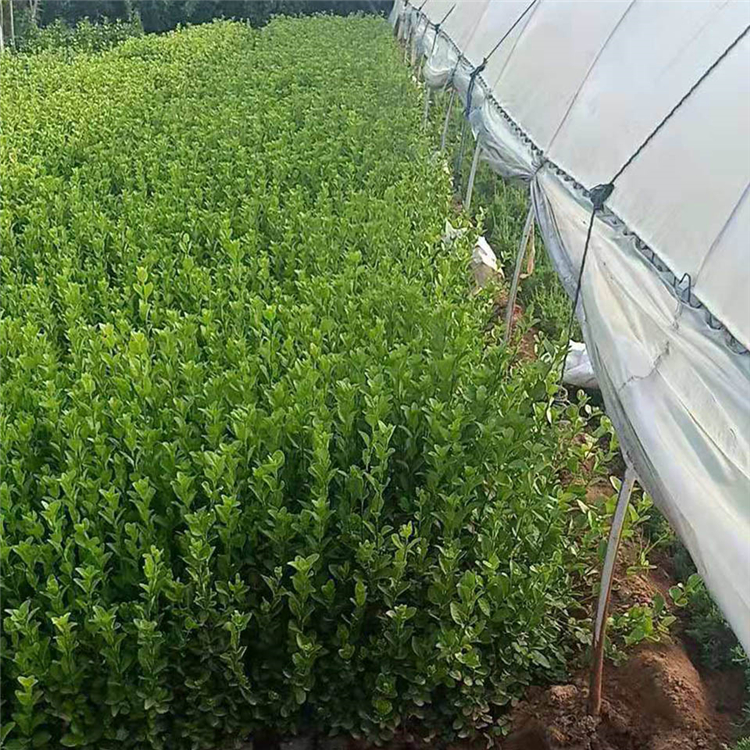 卫矛小苗批发商 基地种植卫矛 量大优惠 直销卫矛小苗基地