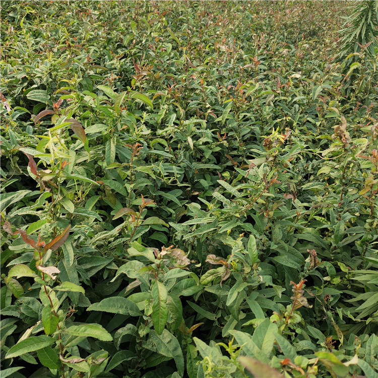 贴梗海棠种植基地 批发海棠小苗 山东海棠苗供应
