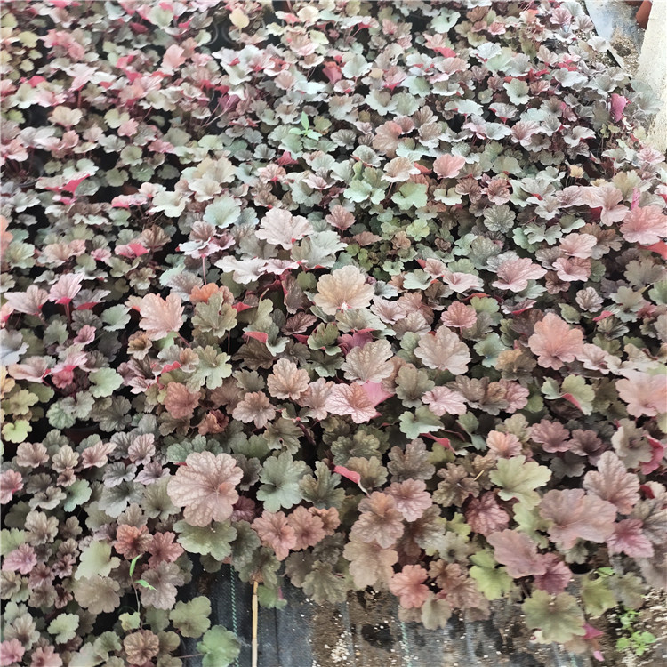 双色盆矾根供应商 耐寒草本植物 山东矾根盆栽