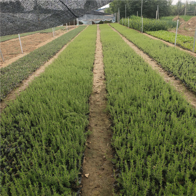 丛生福禄考 园林绿化用丛生福禄考小苗 基地供应