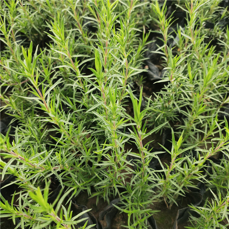 芝樱 山东草花丛生福禄考基地 绿化植被