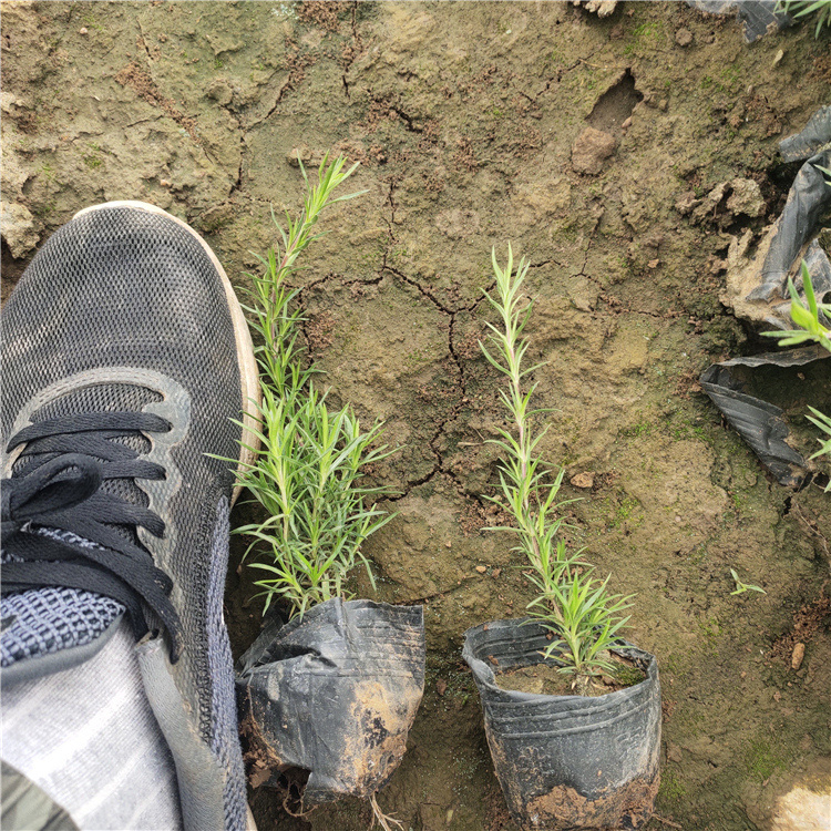 芝樱种植基地 岱青园林批发花海用苗 丛生福禄考