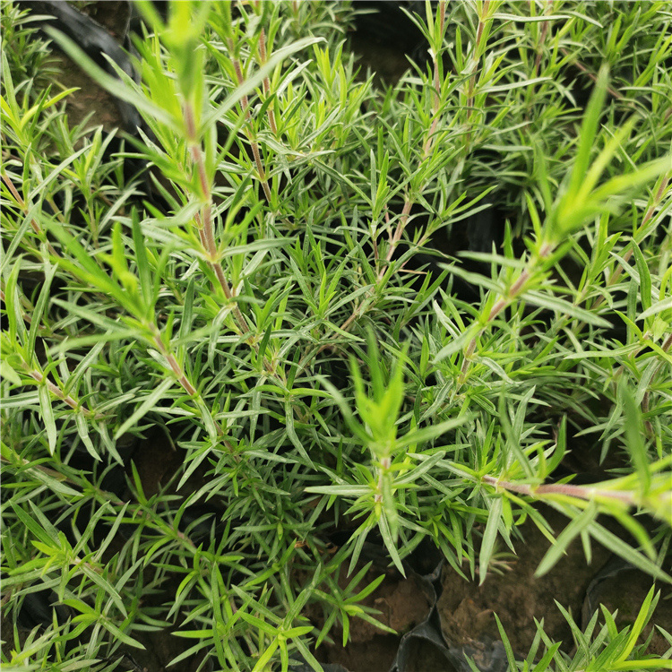 芝樱 耐寒草花批发芝樱供应商 好苗售卖地